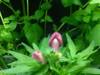 385242_10100190965859837_15616687_45613901_1215796187_n