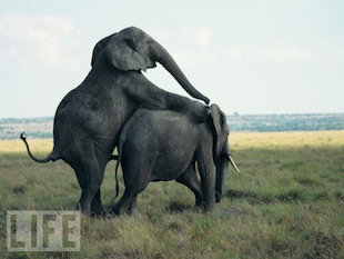 elephantsex