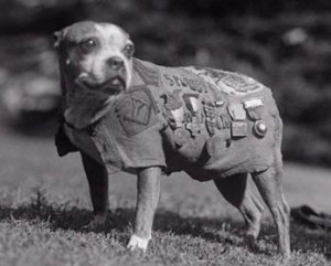 SGT Stubby