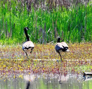 Goose morning yoga