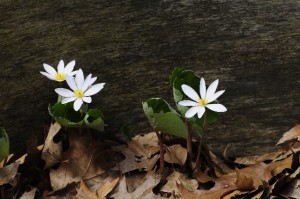 Bloodroot