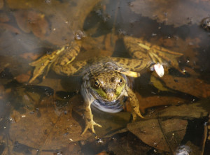 Frog in a pond DP river trail