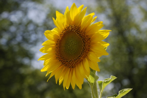 Sunflower