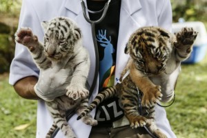 A veterinarian handles two new born Bengal tiger cubs at Bali Zoo on Aug. 12, 2015 in Gianyar, Bali, Indonesia. The Bengal tiger cubs were born on Sunday, August, 2 2015 in Bali Zoo. (Photo: Putu Sayoga/Getty Images)