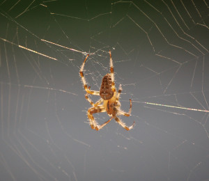 Cross orbweaver  closeup  09-03-2015