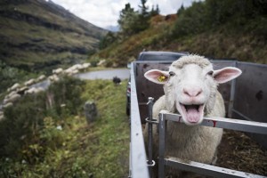 A sheep bahs to the photographer's camera as some 650 sheep are driven down to the valley after a summer on the alp in Vals, canton of Grisons, Switzerland, Sept. 17, 2015. (EPA/GIAN EHRENZELLER)