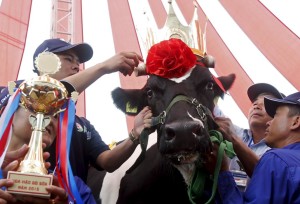 The winning cow is crowned during the Miss Milk Cow beauty contest in Moc Chau plateau, northwest of Hanoi October 15, 2015. The beauty contest selects cows with a solid torso, high legs and which provides the most milk. This year, 126 cows have been chosen for the contest among the 18,000 cows in Moc Chau. Miss Milk Cow beauty contest is organised at Moc Chau plateau for more than a decade to promote local dairy products as the diet of Vietnamese people rapidly changed with higher income. The winner this year is a five-year-old cow that weighs 710 kg and provides around 59.6 kg milk each day, nearly triple the average amount of milk produced by Vietnam's cows. REUTERS/Kham       TPX IMAGES OF THE DAY