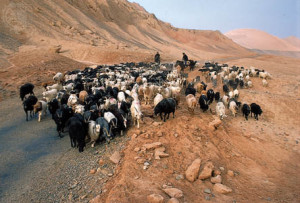 Goat herd