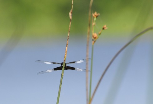 Spotted skimmer IBSP North 7-13-14