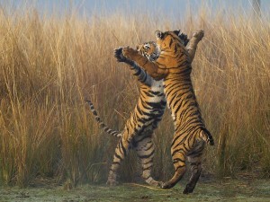tiger-cubs-india_89337_600x450