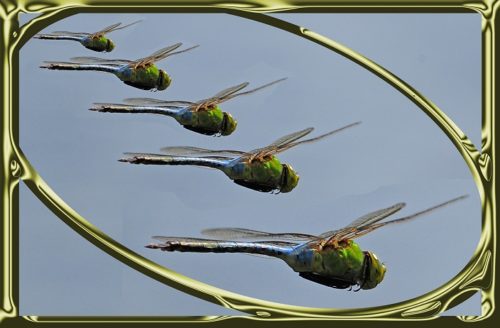 Dragonflies Framed Bk (1)