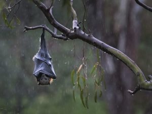 melbourne-bat_95148_990x742