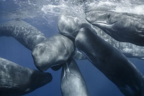 Whale huddle