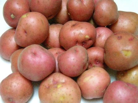 Baby red potatoes Web view