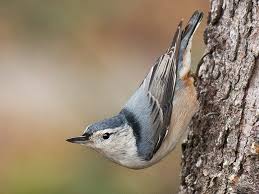 nuthatch