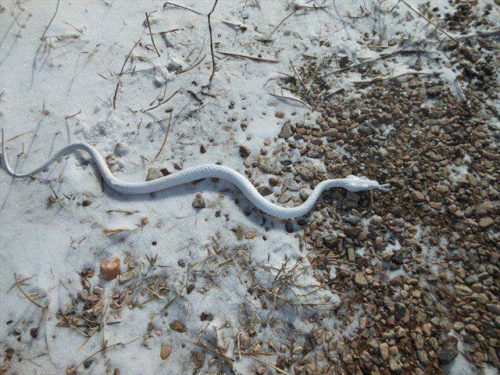 snow snake