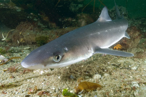 spiney dogfish