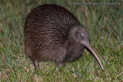 nz brown kiwi