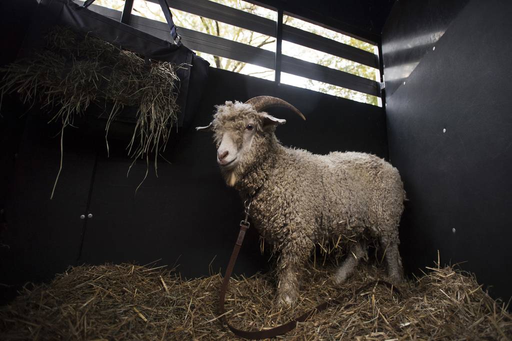 Army cadets raid Annapolis, steal the wrong goat from Navy