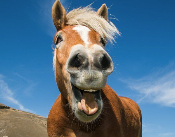 Phony SEAL – Custer’s Last Stand II